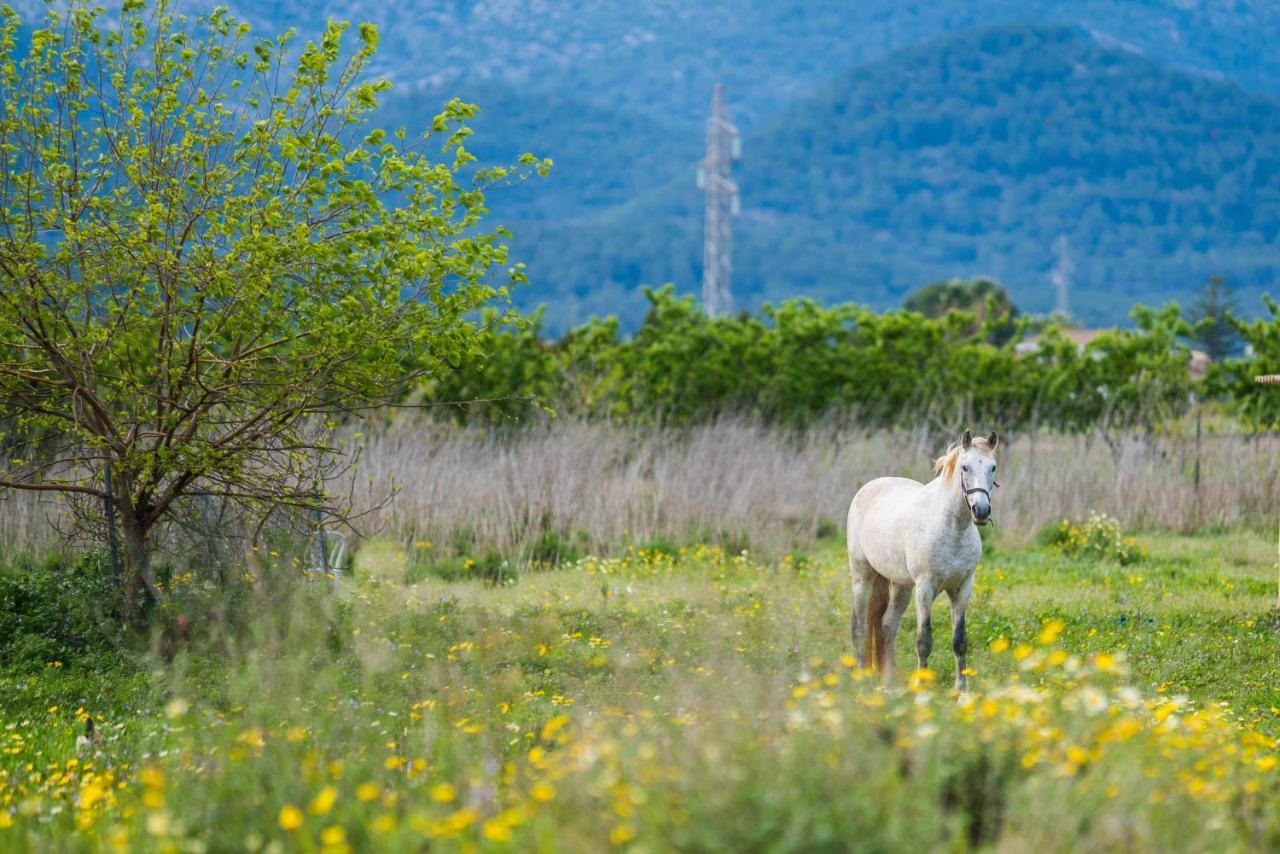 Traumhafte Finca Son Senyor - Mit Pferdekoppel Villa Sa Pobla Kültér fotó