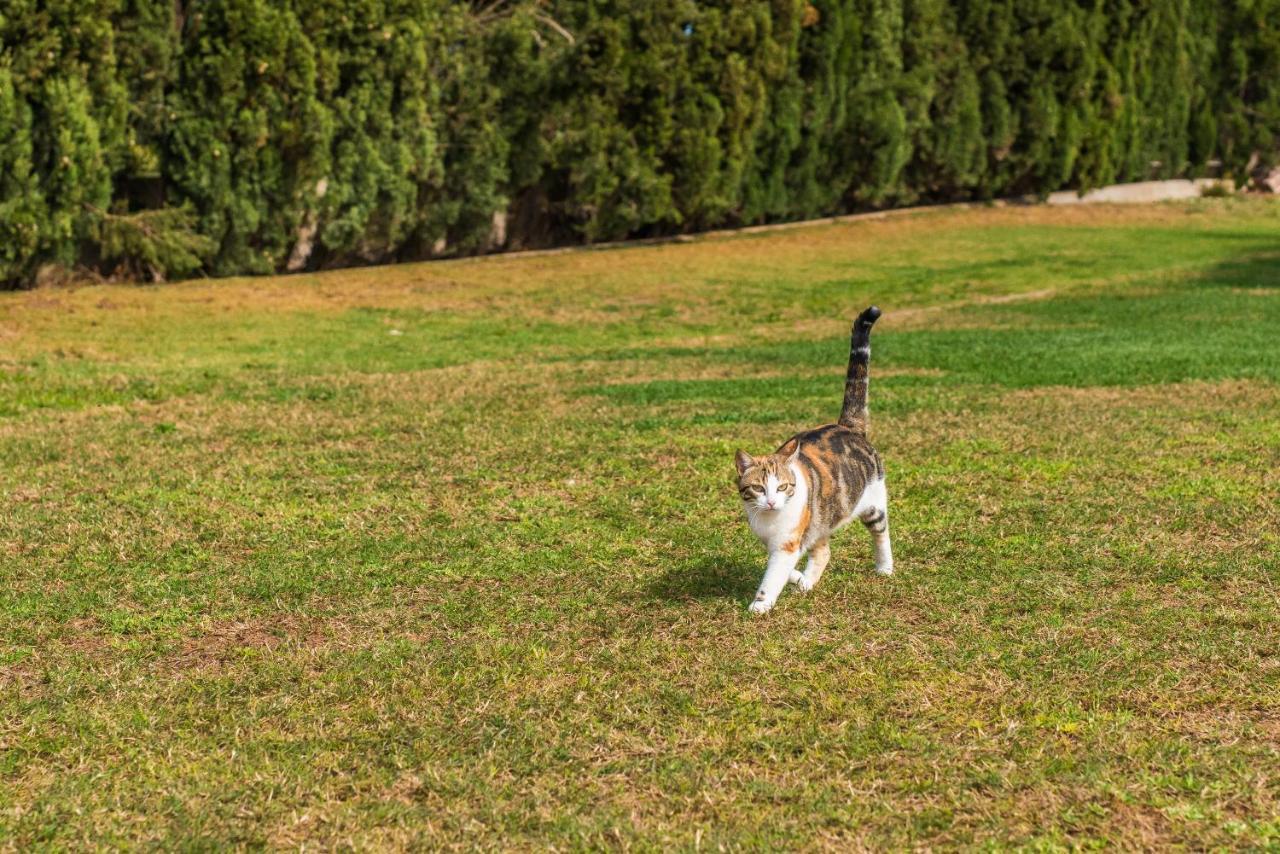 Traumhafte Finca Son Senyor - Mit Pferdekoppel Villa Sa Pobla Kültér fotó